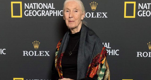 Hugo Eric Louis van Lawick Wiki: Jane Goodall’s Son, Age, Father, Documentary